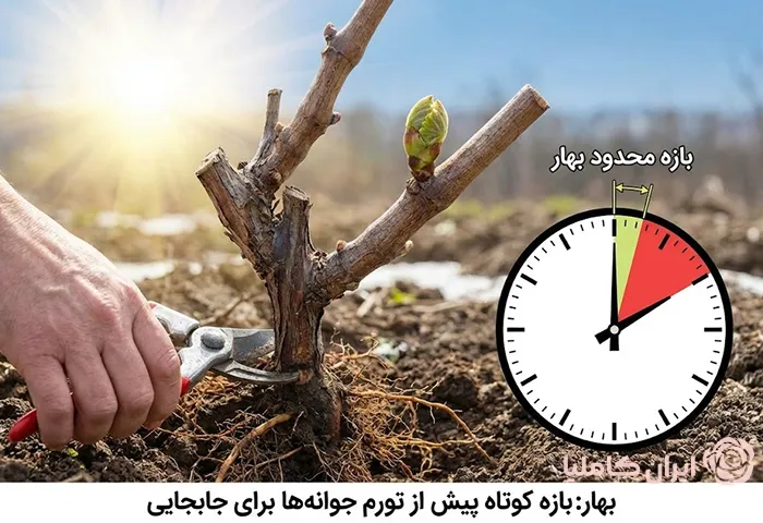 جابجایی درخت در بهار